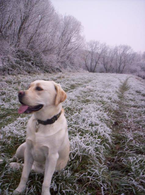 Labrador BADKA - Labrador Retriever