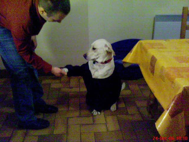 alice labrador - Labrador Retriever