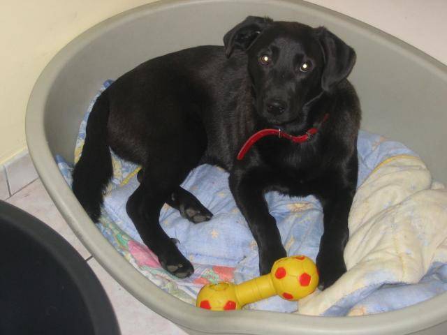 LABRADOR - Labrador Retriever