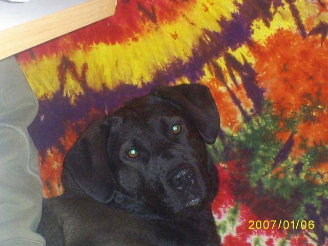 gyspsi labrador - Labrador Retriever