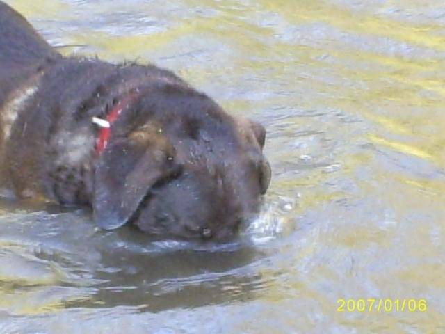 gypsi labrador - Labrador Retriever