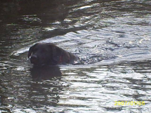 gypsi labrador - Labrador Retriever