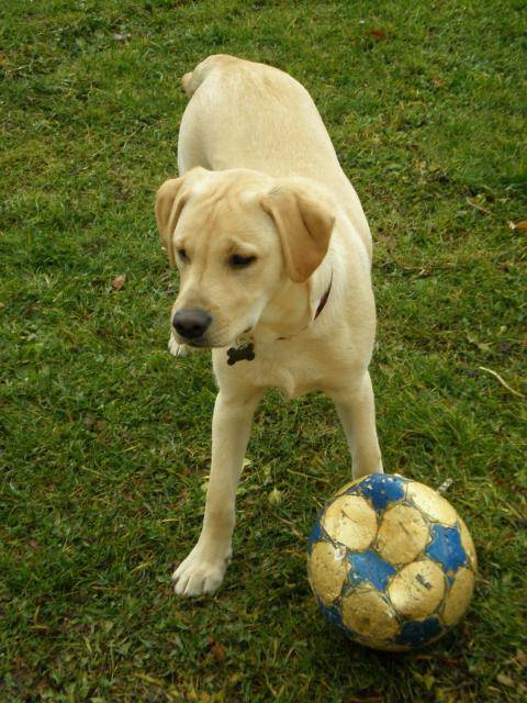 BACK LABRADOR - Labrador Retriever