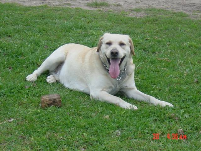 rio -labrador - Labrador Retriever