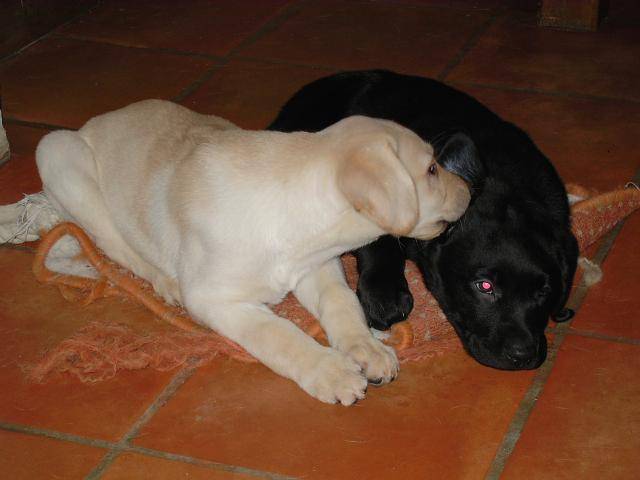 LABRADOR - UNZO - Labrador Retriever