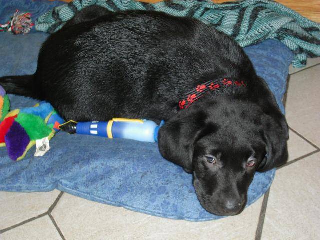 LABRADOR UNZO - Labrador Retriever