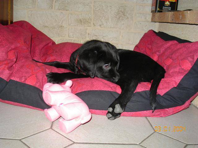 LABRADOR UNZO - Labrador Retriever