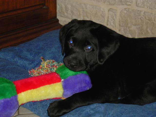 LABRADOR UNZO - Labrador Retriever
