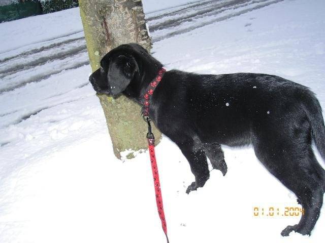 LABRADOR UNZO - Labrador Retriever