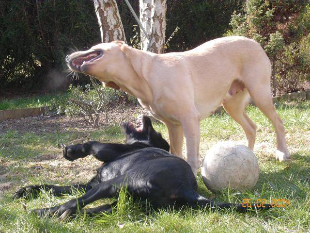 LABRADOR UNZO - Labrador Retriever