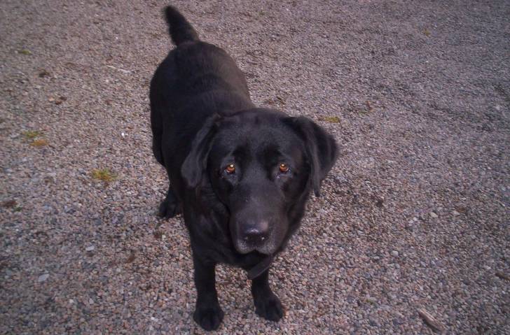Vénus - Labrador Retriever (5 ans)