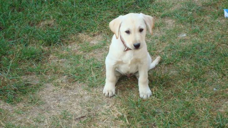 rex - Labrador Retriever Mâle (1 mois)