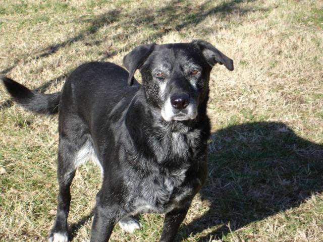 Simba (11 ans) - Labrador - Labrador Retriever