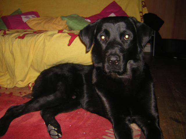 labrador retriever croisé rotweiller, Mesrine - Labrador Retriever