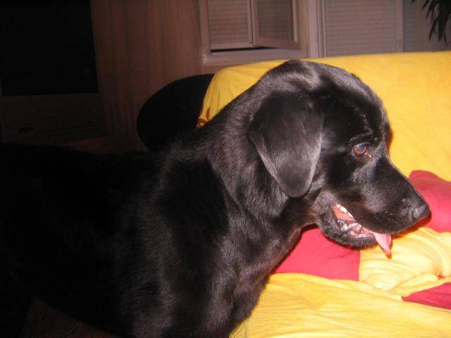 labrador retriever croisé rottweiller, Mesrine - Labrador Retriever
