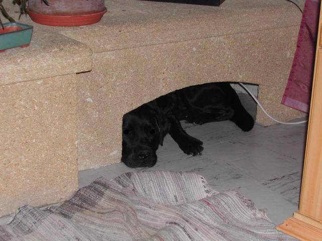 Willow Labrador - Labrador Retriever
