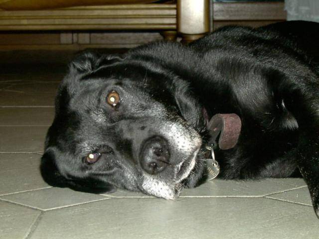 LABRADOR BLACK - Labrador Retriever