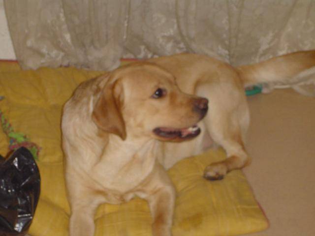 labrador arcan - Labrador Retriever