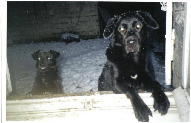 labrador - Labrador Retriever