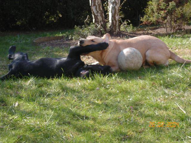 LABRADOR UNZO - Labrador Retriever