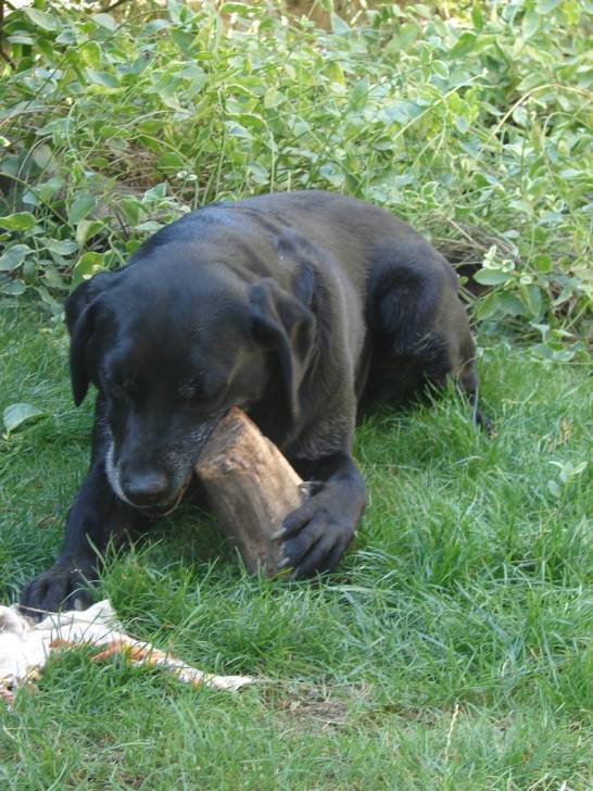 Réglisse - Labrador Retriever (11 ans)