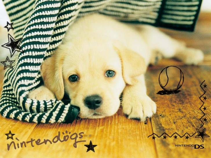 nouga - Labrador Retriever (10 mois)