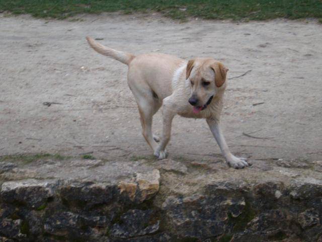 BACK LABRADOR - Labrador Retriever