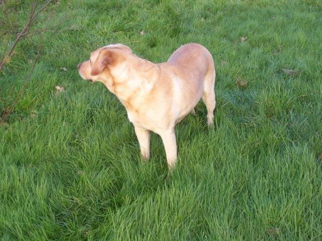 labrador Uta - Labrador Retriever
