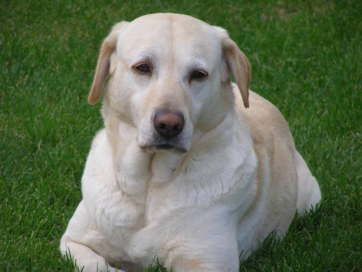 space - Labrador Retriever (10 ans)