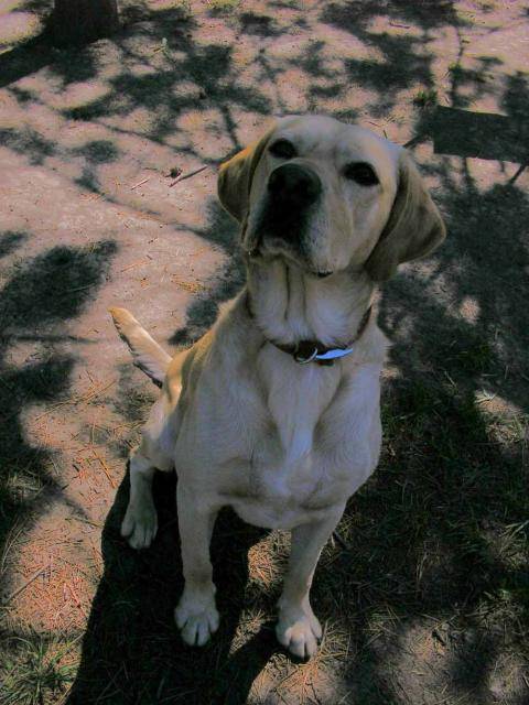 labrador, Viddock dit Coco - Labrador Retriever