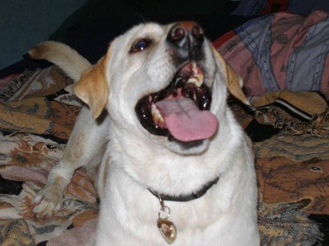 Labrador - Labrador Retriever