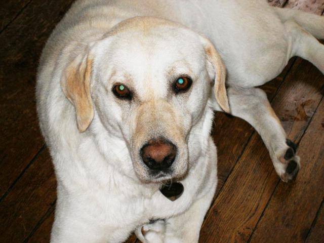 labrador Phoebus - Labrador Retriever