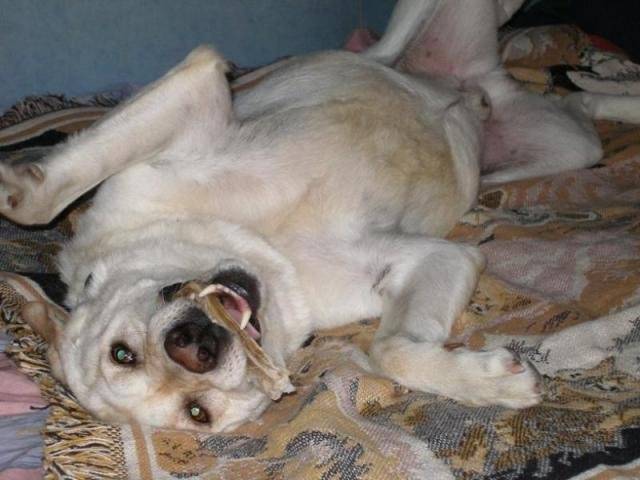 Labrador Phoebus - Labrador Retriever