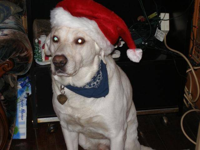 Labrador Phoebus - Labrador Retriever