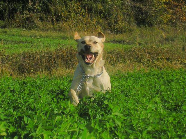 labrador, Viddock dit Coco - Labrador Retriever