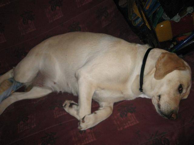 texane labrador 3ans et demie - Labrador Retriever