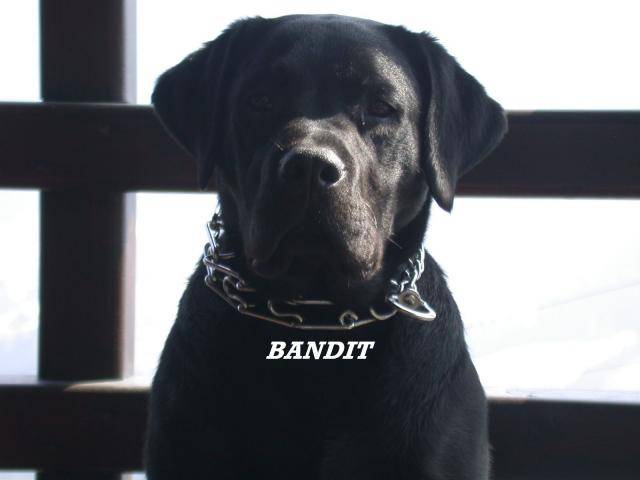 labrador-BANDIT - Labrador Retriever