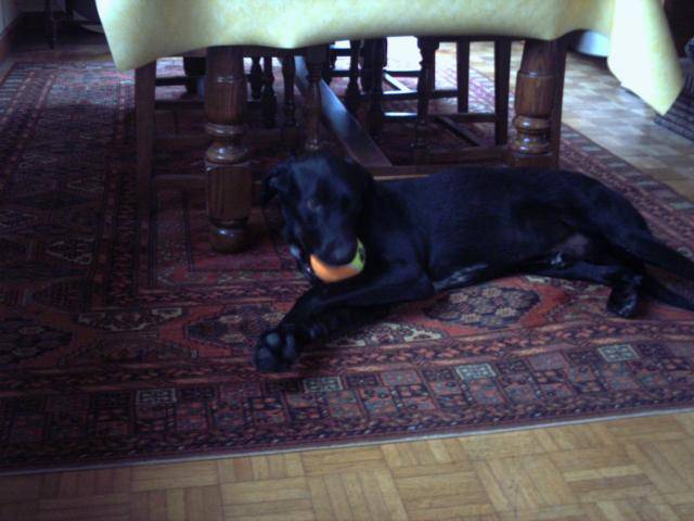 Baïko - labrador X ? - Labrador Retriever