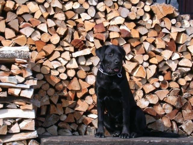 labrador,BANDIT - Labrador Retriever