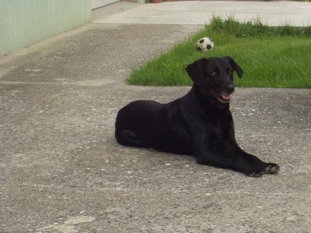croisés labrador lucky - Labrador Retriever