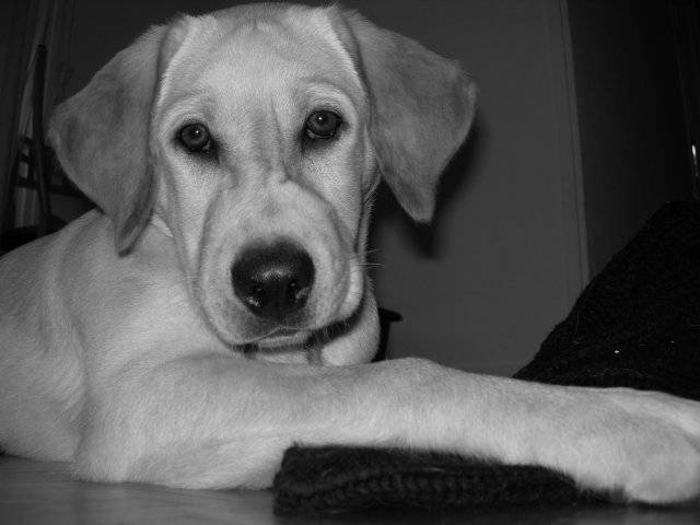 Awé - Labrador - Labrador Retriever