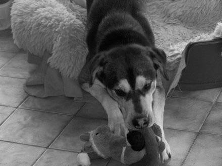 Salam coisé labrador husky - Labrador Retriever