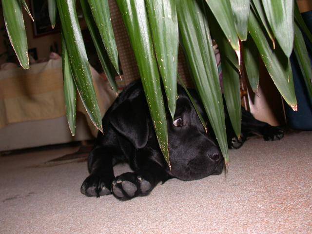 labrador bandit - Labrador Retriever