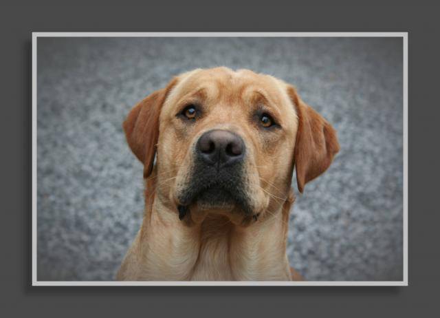 Athos LABRADOR - Labrador Retriever
