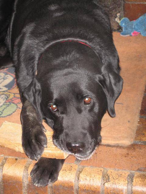 Labrador robe noire - Labrador Retriever