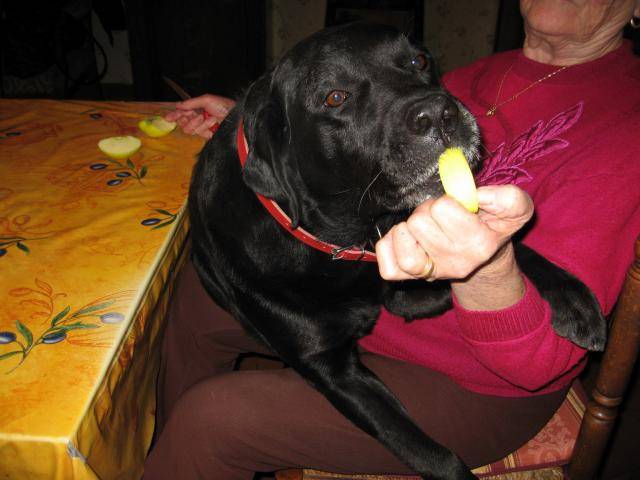 Ralph labrador robe noire - Labrador Retriever