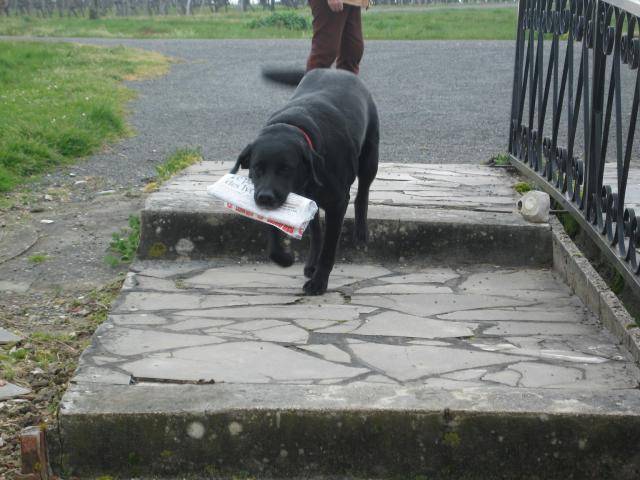 Ralph labrador robe noire - Labrador Retriever