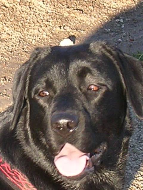 labrador Végane - Labrador Retriever