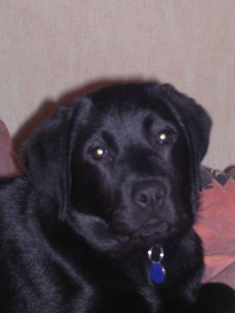 végane labrador - Labrador Retriever