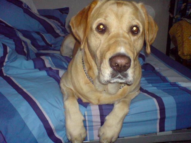 labrador twain - Labrador Retriever